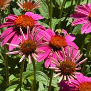 Perfect for Tea Echinacea Seeds