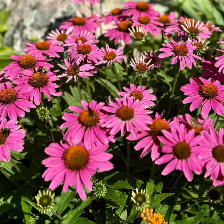 Perfect for Tea Echinacea Seeds