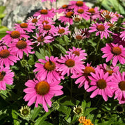 Perfect for Tea Echinacea Seeds