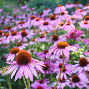 Pure Echinacea Seeds