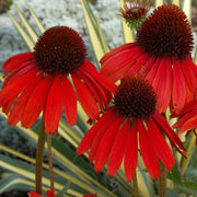 Red Coneflower Echinacea Seeds