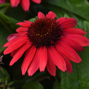 Red Coneflower Echinacea Seeds