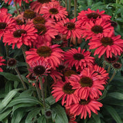 Red Ruby Echinacea Seeds