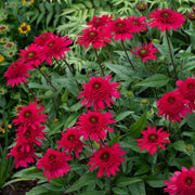 Red Ruby Echinacea Seeds