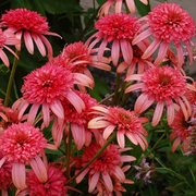 Secret Passion Echinacea Seeds