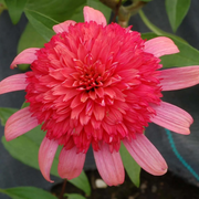 Secret Passion Echinacea Seeds