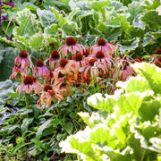 Colorful Perennial Echinacea Seeds