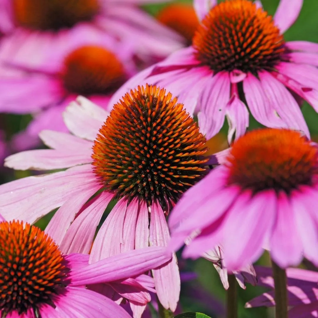 Finest Quality Echinacea Seeds