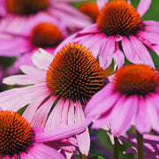 Finest Quality Echinacea Seeds