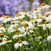White Echinacea Seeds, Herbal