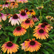 Yellow & Pink Echinacea Seeds, Herbal