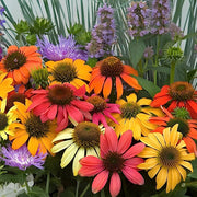 Echinacea Seeds - for Home Gardens Seeds