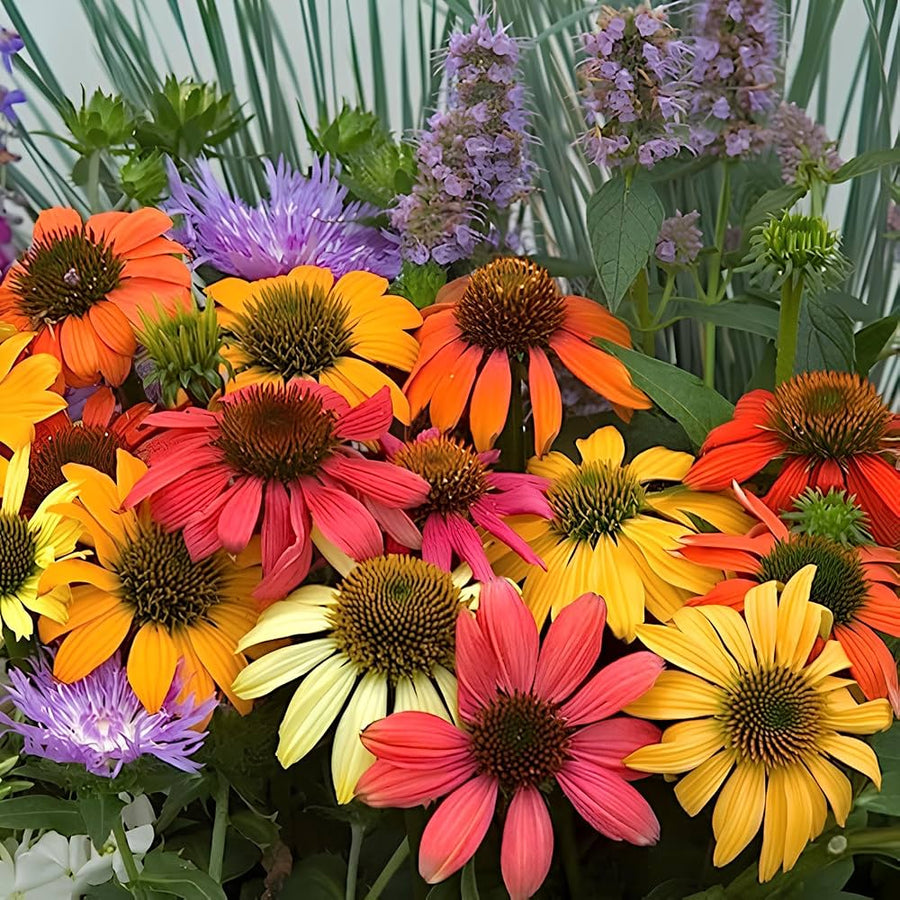 Echinacea Seeds - for Home Gardens Seeds
