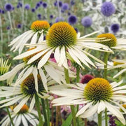 White Echinacea Seeds, Herbal