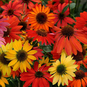 Echinacea Seeds - for Home Gardens Seeds