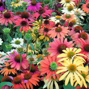 Echinacea Seeds - for Home Gardens Seeds