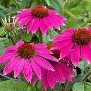 Beautiful Echinacea Seeds