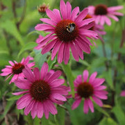 Beautiful Echinacea Seeds