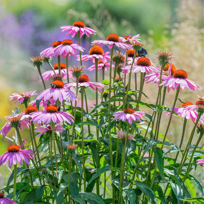 Coneflower Echinacea Seeds