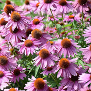 Easy Grow Echinacea Seeds