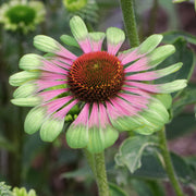 Green Twister Echinacea Seeds