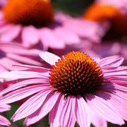 Immune Echinacea Seeds