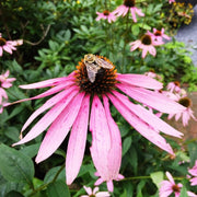 Long Lasting Echinacea Seeds