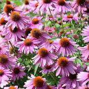 Medicinal Echinacea Seeds