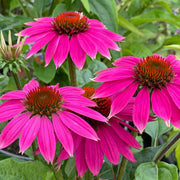Perfect for Tea Echinacea Seeds