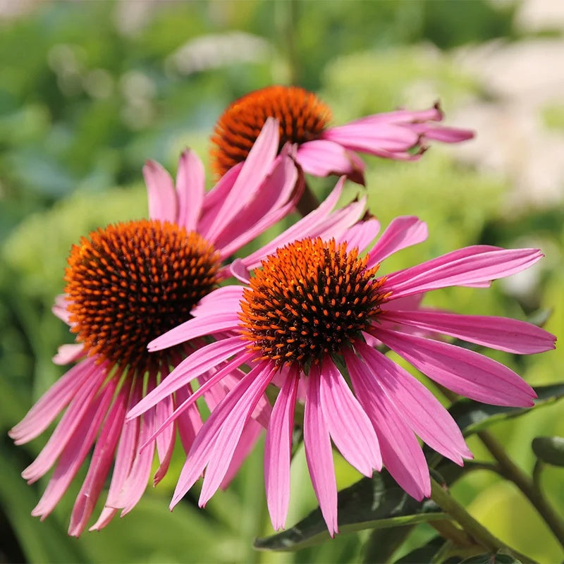 Pure Echinacea Seeds