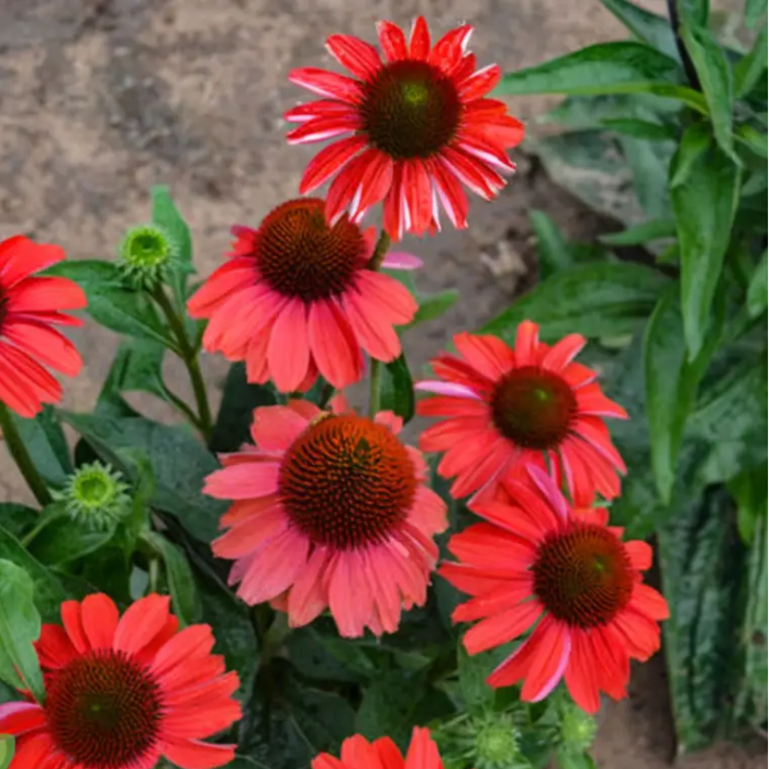 Red Coneflower Echinacea Seeds