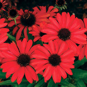 Red Ruby Echinacea Seeds