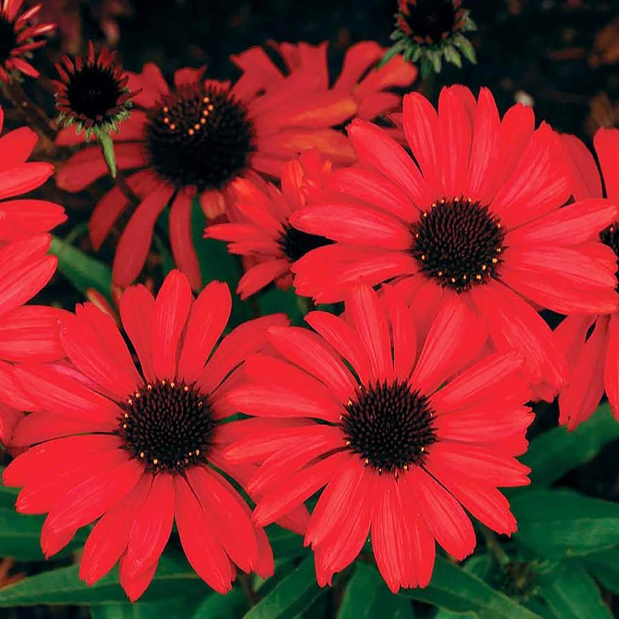 Red Ruby Echinacea Seeds