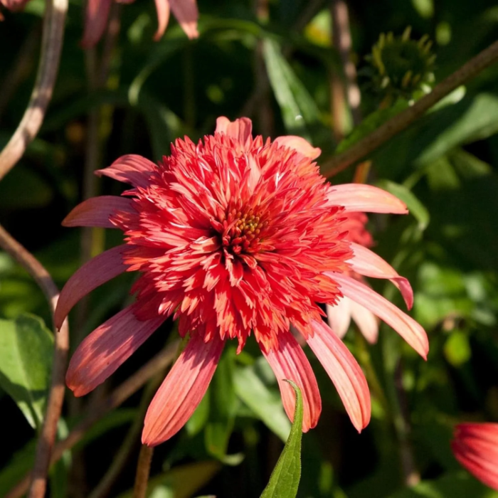 Secret Passion Echinacea Seeds