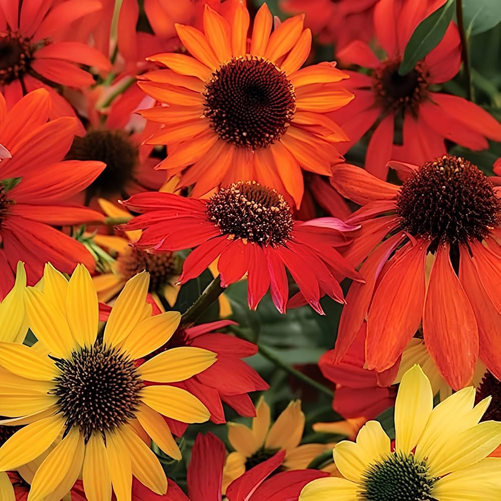 Strong Growth Echinacea Seeds