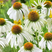White Echinacea Seeds, Herbal