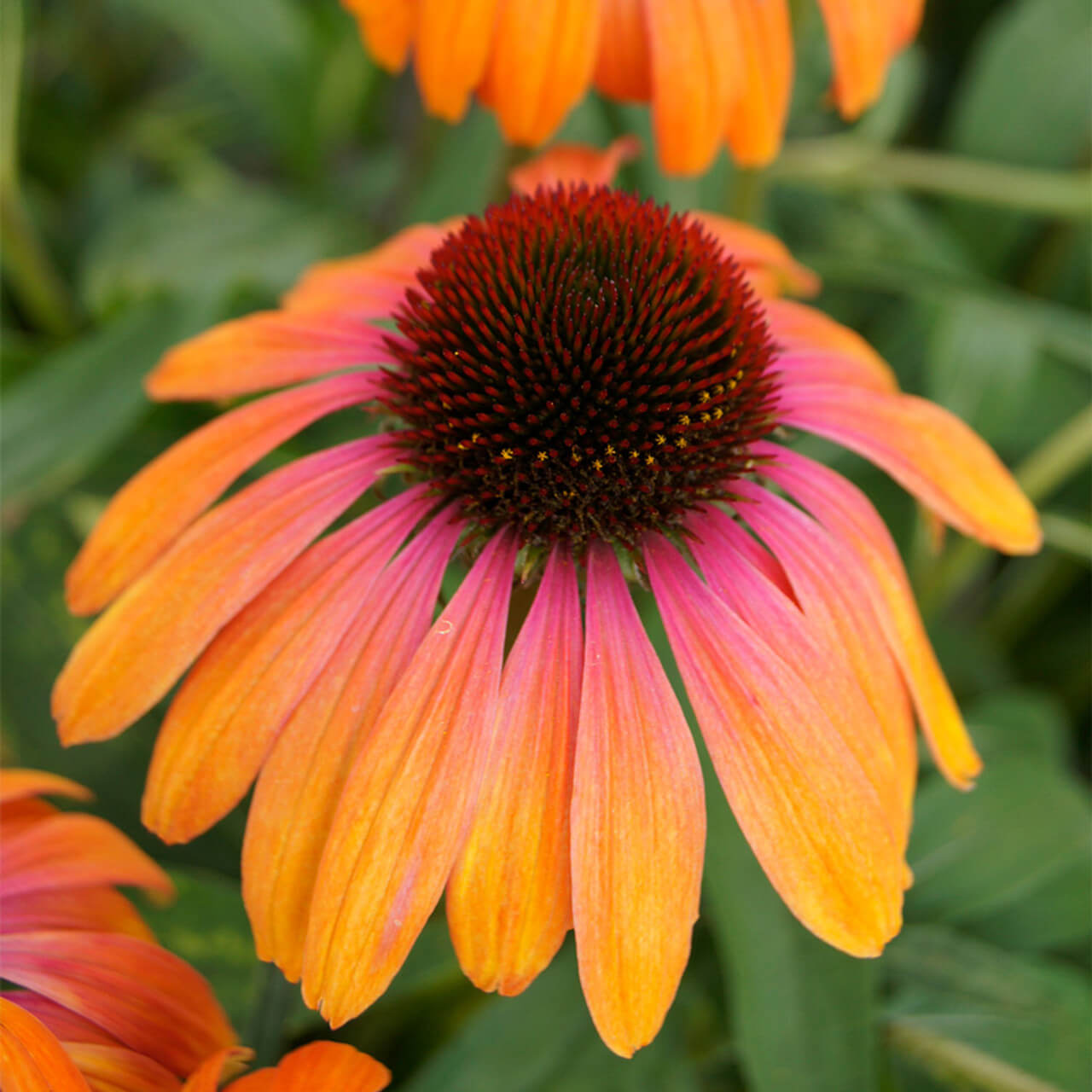 Yellow & Pink Echinacea Seeds, Herbal
