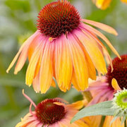 Yellow & Pink Echinacea Seeds, Herbal
