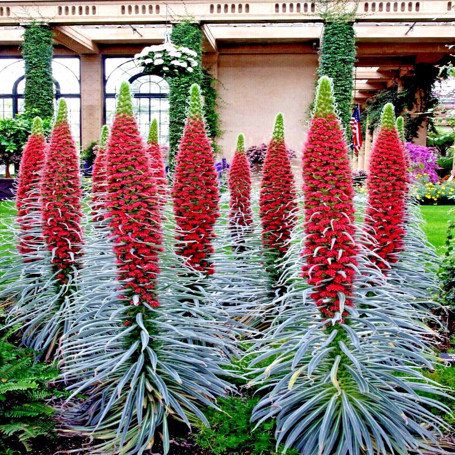 Tower of Jewels Echium Seeds