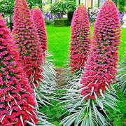 Tower of Jewels Echium Seeds
