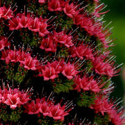 Tower of Jewels Echium Seeds