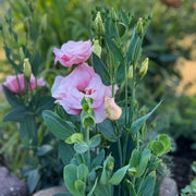 Lisianthus Seeds – Eustoma grandiflorum