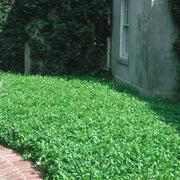Eco Lawn Seeds