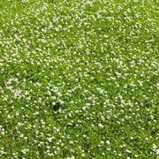 Eco Lawn Seeds