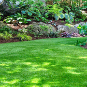 Eco Lawn Seeds
