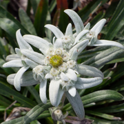 Rare Beauty Edelweiss Seeds