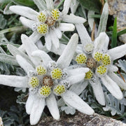 Rare Beauty Edelweiss Seeds
