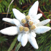 Alpine Star Edelweiss Seeds