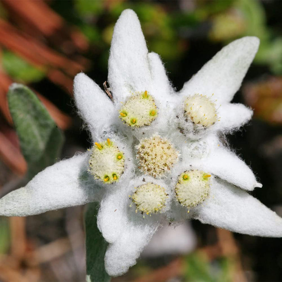 Rare Beauty Edelweiss Seeds