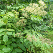 Edible Aralia Seeds